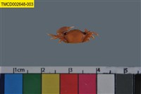 藏品(粗腿擬瘦招潮蟹)的圖片